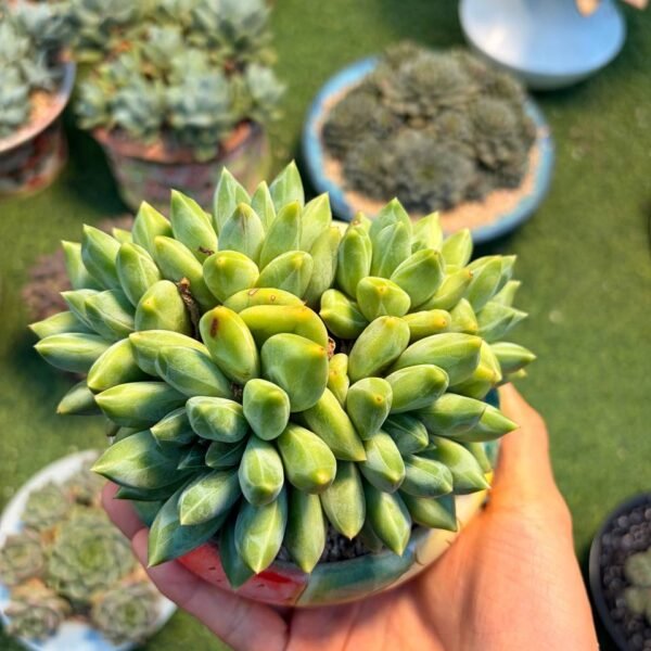 205.Monanthes polyphylla