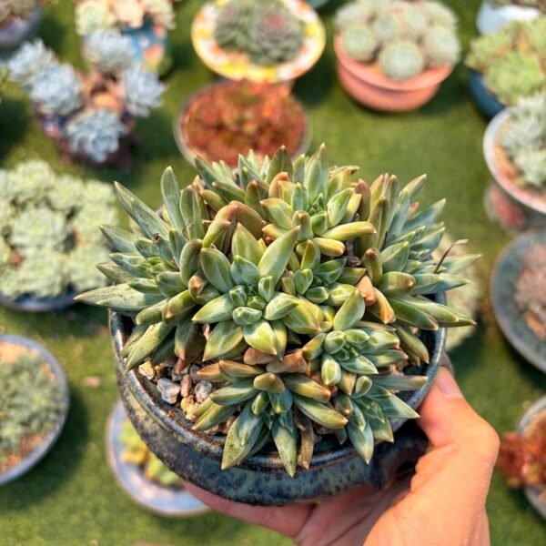 206.Pachyphytum uracilla