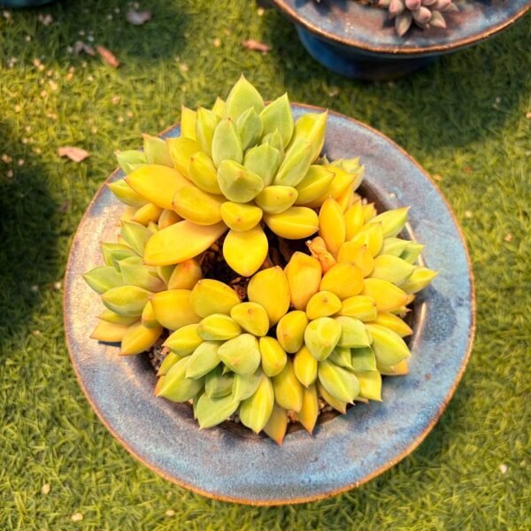 207.Echeveria 'J.C. Van Keppel'
