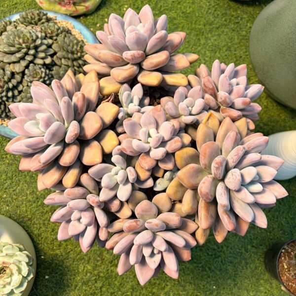 208.Echeveria Hybrid