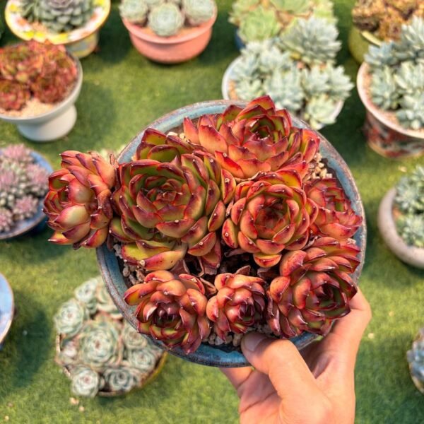 210.Echeveria 'Puli-lindsayana'