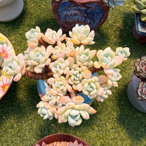 212.xSedeveria 'Maxwell'