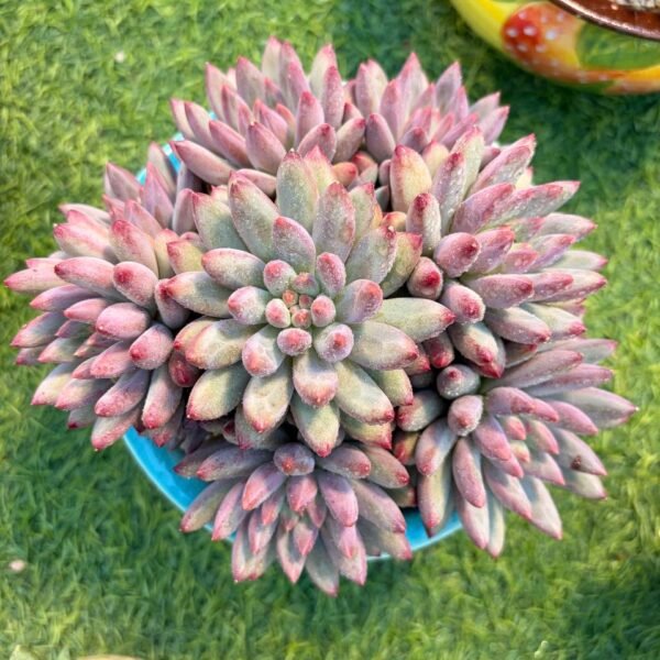 213.Echeveria 'Cherry'