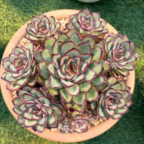 214.Echeveria 'Meat Sauce Rose'