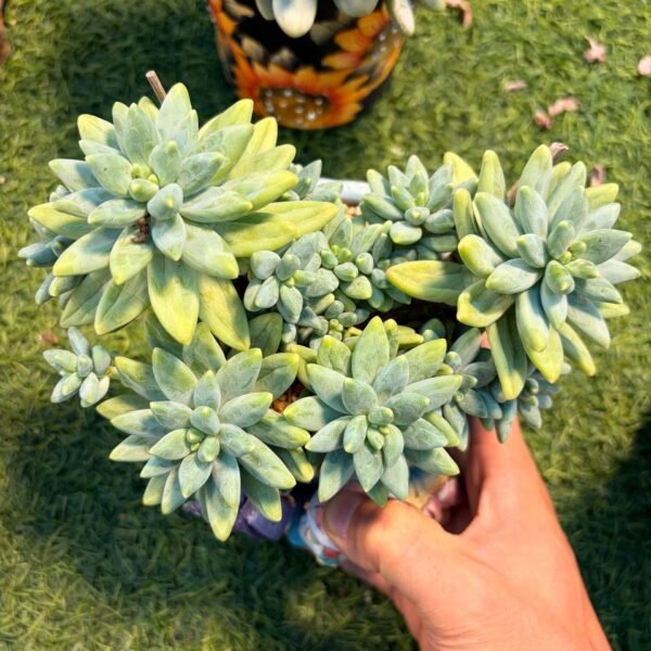 215.Echeveria Hybrid
