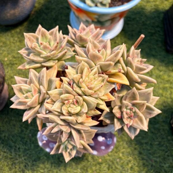 216.Echeveria Hybrid