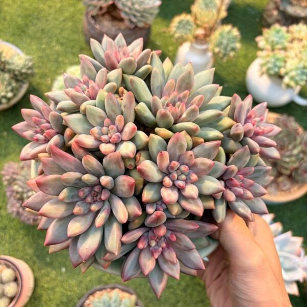 217.Echeveria Hybrid
