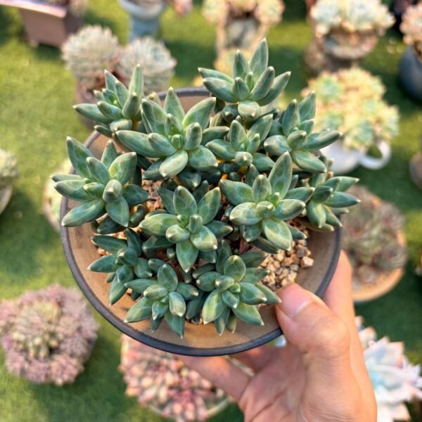 218.Pachyphytum 'Chiseled Stones'