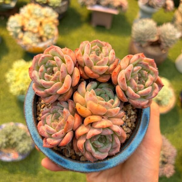 219.Echeveria cv. 'KOHAKU'