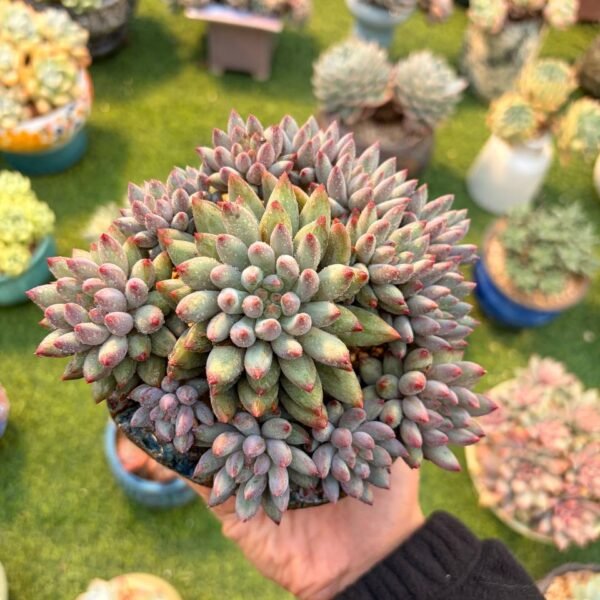 220.Echeveria 'Cherry'