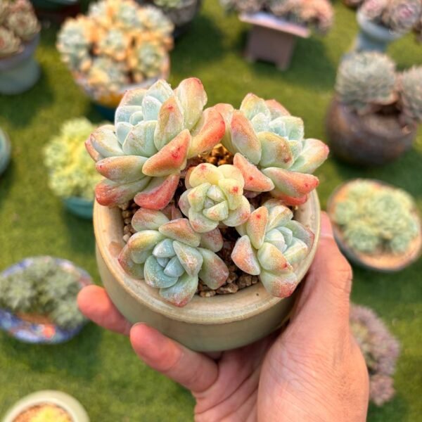 221.Echeveria 'Ice Green'