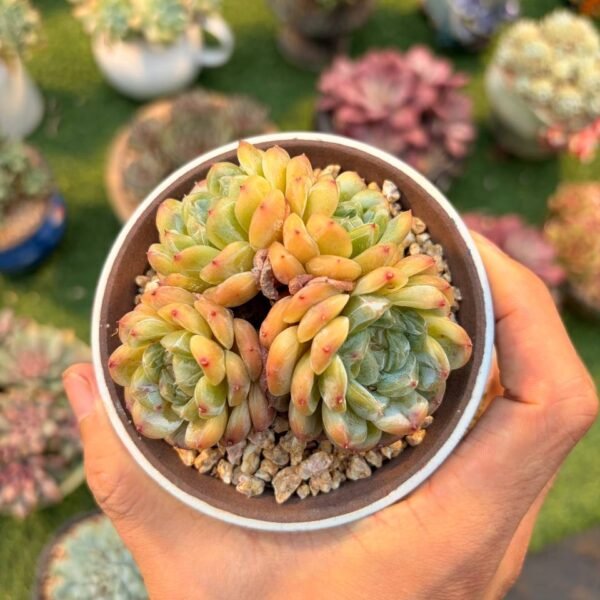 222.Echeveria cv. 'KOHAKU'