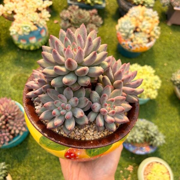 223.Echeveria 'Cherry'