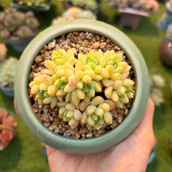 224.Pachyphytum spp. hybrid