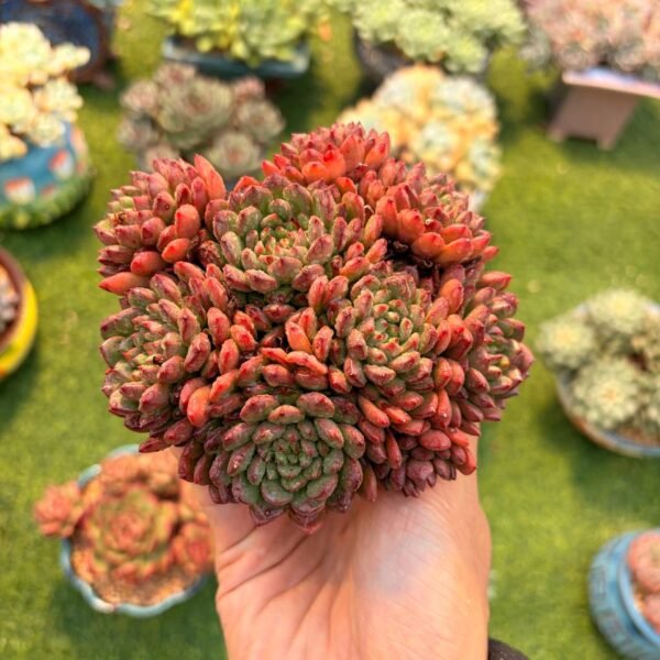 225.Sedeveria 'Pink Ruby'
