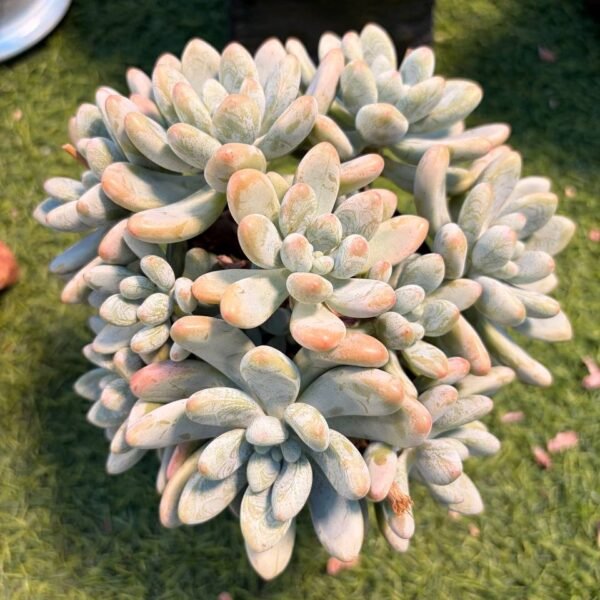 226.Echeveria Hybrid