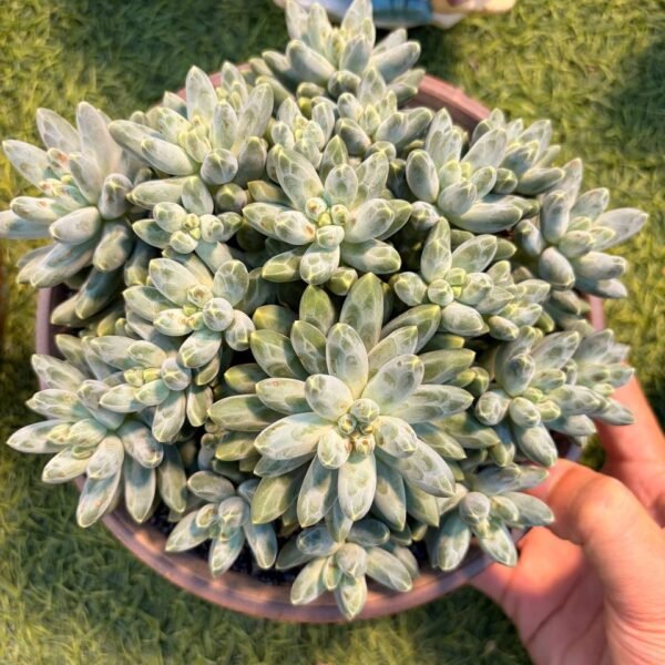 227.Pachyphytum Hybrid