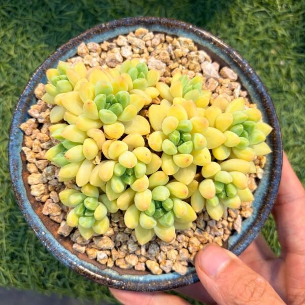 228.Pachyphytum spp. hybrid
