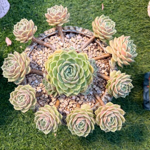 230.Echeveria 'Onslow'