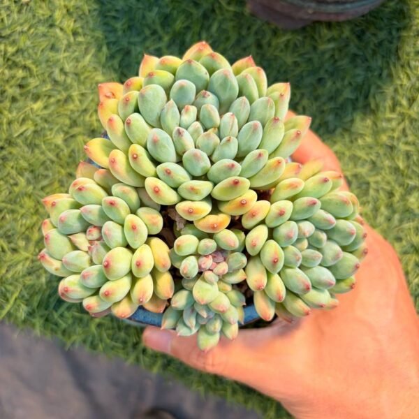 231.Echeveria Hybrid