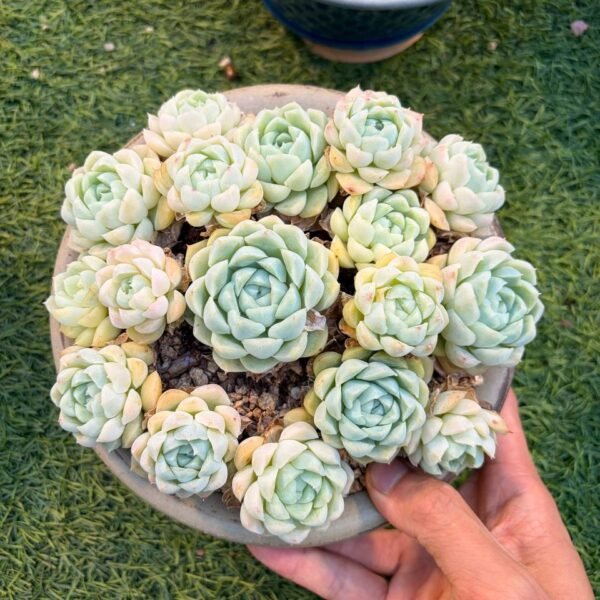 232.Echeveria elegans