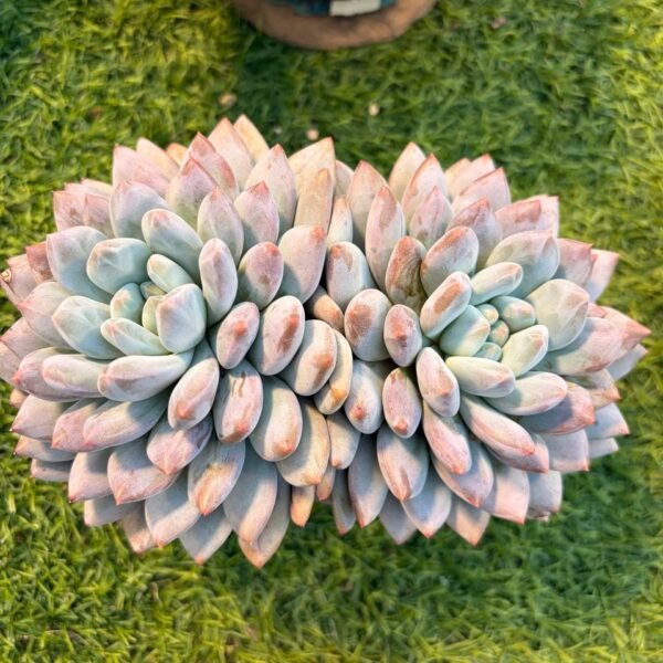 233.Echeveria: ‘Banxia’
