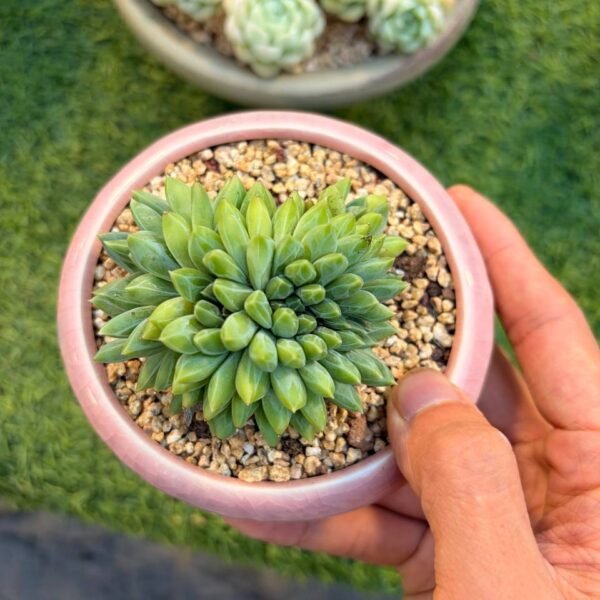 234.Pachyphytum Hybrid f. cristata