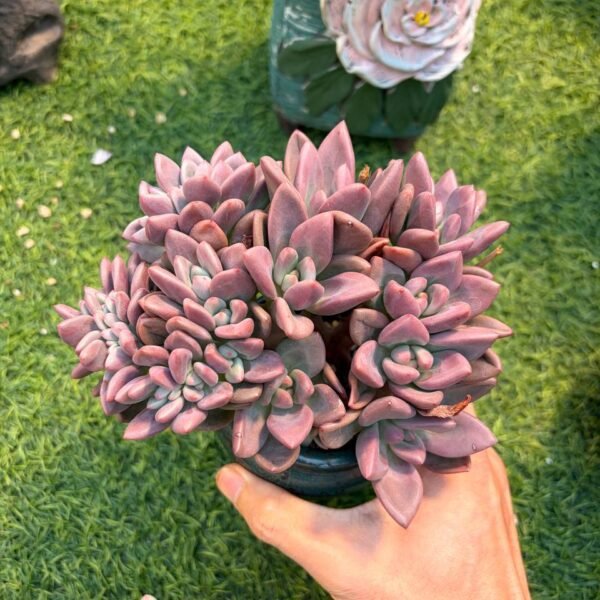 235.Echeveria Hybrid f. cristata