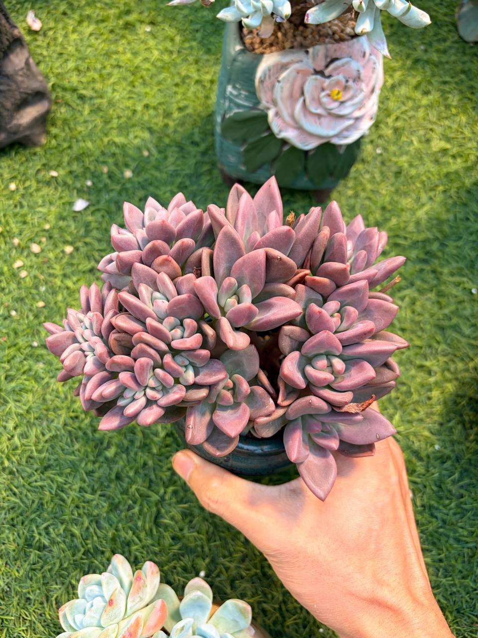 file_812.jpg