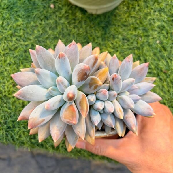236.Echeveria 'Gothic Lolita'