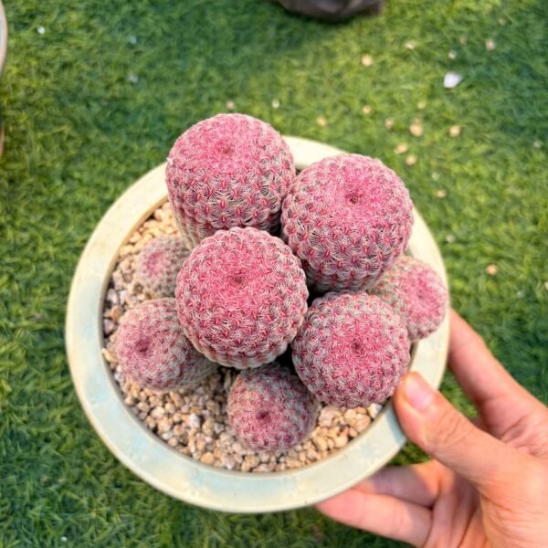 237.Echinocereus rigidissimus subsp. rubispinus