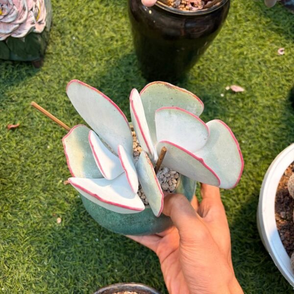 238.Pachyphytum Hybrid