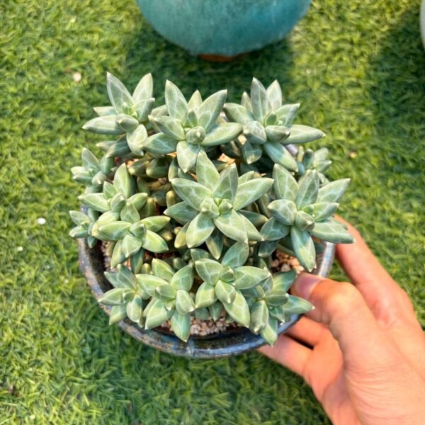 239.Pachyphytum 'Chiseled Stones