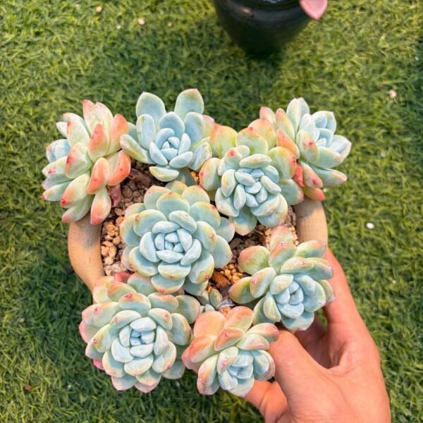 240.Echeveria 'Ice Green'
