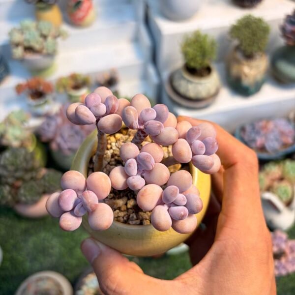 241.Echeveria: ‘Pink Rabbit’