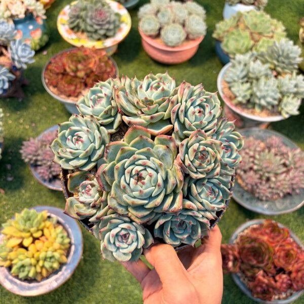 242.Echeveria chihuahuaensis