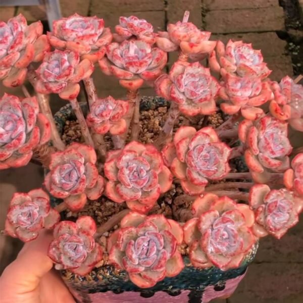 244.Echeveria:‘ Snow Thousand Moutain’
