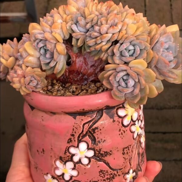 245.Echeveria 'Dream Snow