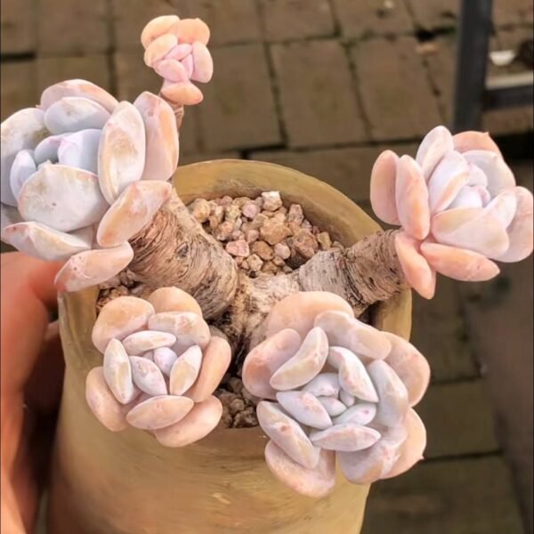 246.Echeveria 'Exotic'