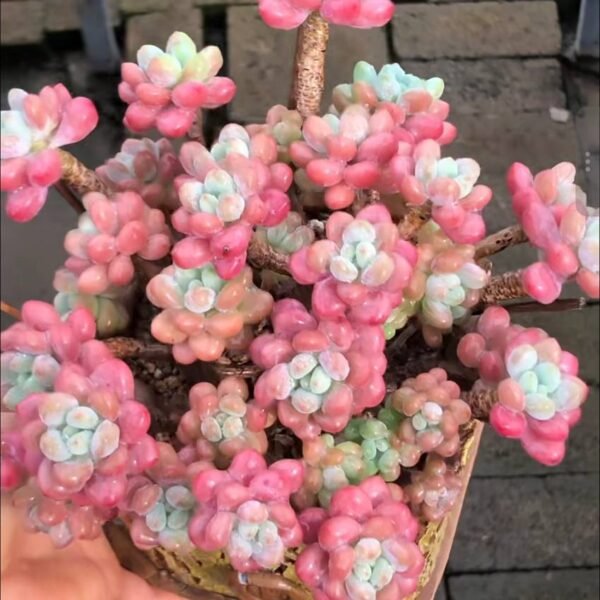 247.Echeveria 'Caviar'