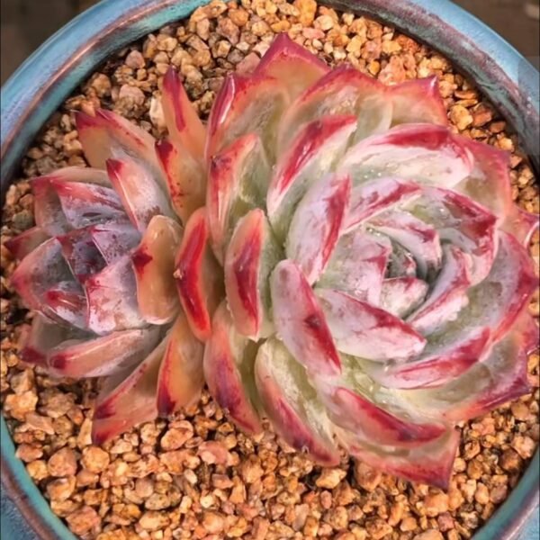 248.Echeveria 'Purple Card'