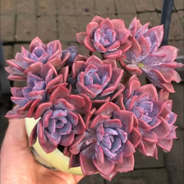 249.×Graptoveria 'Debbie
