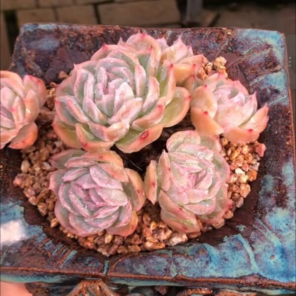 250.Echeveria 'Sina