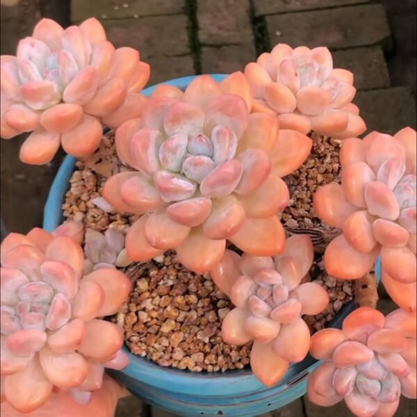 251.Pachyveria 'Elaine Reinelt'