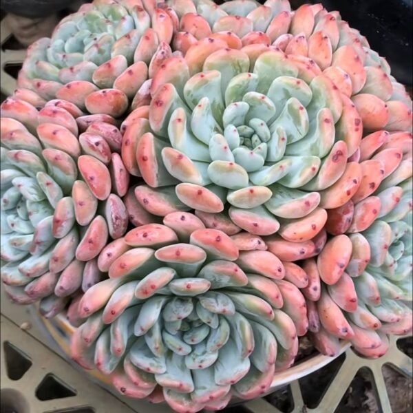 252.Echeveria 'Viyant