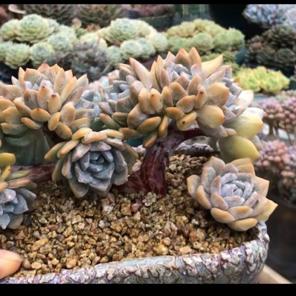 253.Echeveria 'Dream Snow
