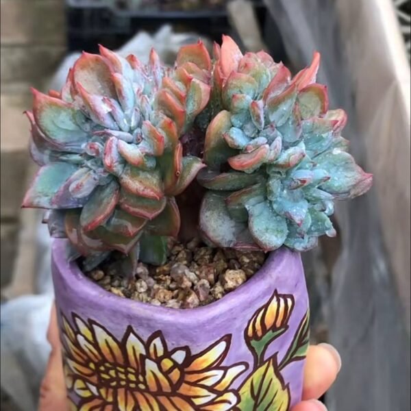 254.Echeveria 'Hakuhou' f. cristata