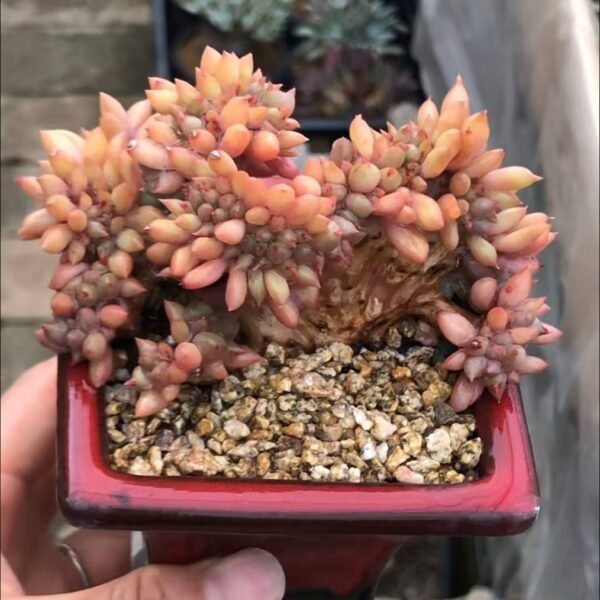 255.Pachyveria 'Red Dragonfly' f. cristata