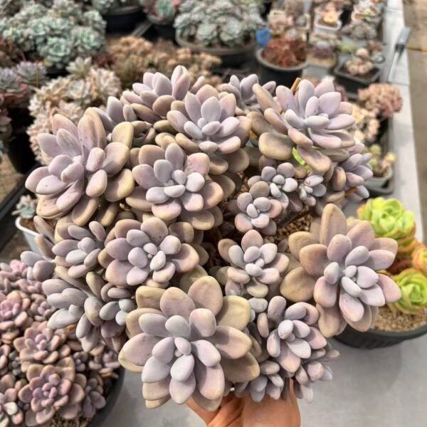 256.Graptopetalum amethystinum
