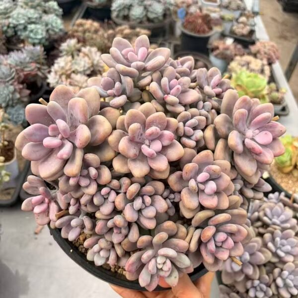 257.Graptopetalum amethystinum 'Monstrose Variegata'